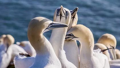 官方：津门虎与方镜淇、哈达斯、黄嘉辉、王献钧完成续约