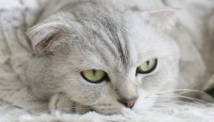 官方：津门虎与方镜淇、哈达斯、黄嘉辉、王献钧完成续约